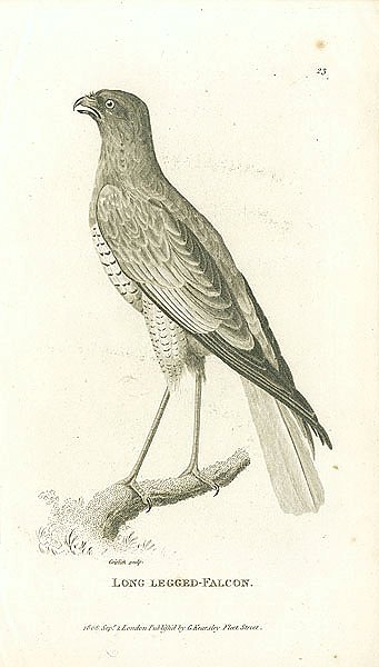 Long Legged-Falcon
