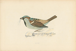 Постер Sparrow 1
