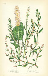 Постер Common Buckwheat, Viviparous Alpine, Common Knot Grass, Roberts, Sea Side 1