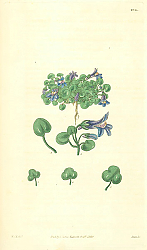 Постер Curtis Ботаника №54