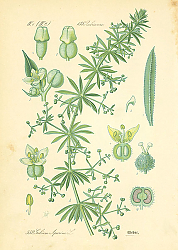 Постер Rubiaceae, Galium Aparine 1