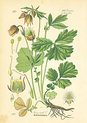 Постер Rosaceae, Potentilleae, Geum rivale 1