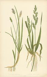 Постер Sesleria Cerulea, Panicum Crus-galli 1