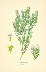 Постер Phylica Ericoides 1
