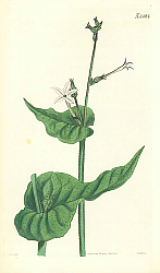 Постер Curtis Ботаника №61