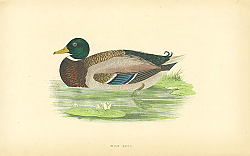 Постер Wild Duck 1