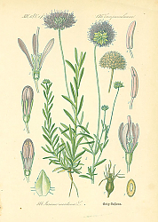 Постер Campanulaceae, Pasione montana 1