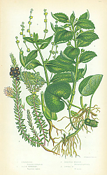 Постер Asababacca, Black Crowberry, Perennial Mercury, Annual 1