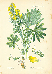 Постер Leguminosae, Lupinus luteus 1