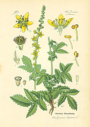 Постер Rosaceae, Poterieae, Agrimonia Eupatoria 1