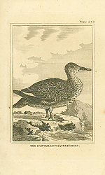 Постер The Gad-Wall Duck, the Female