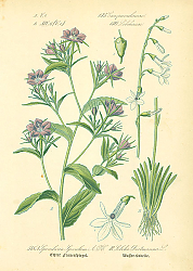 Постер Campanulaceae, Lobeliaceae, Specularia Speculum, Lobelia Dortmanna 1