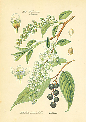 Постер Rosaceae, Pruneae, Padus avium Miller 1