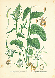 Постер Campanul, Phyteuma spicatum 1