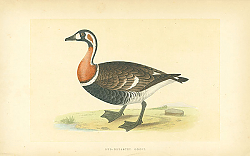 Постер Red-Breasted Goose
