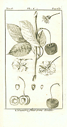 Постер Cerisiera fleur Semi double