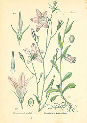 Постер Campanulaceae, Campanula patula 1