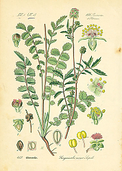 Постер Rosaceae, Poterieae, Sanguisorba minor Scopoli 1