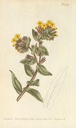 Постер Lithospermum Orientale. Yellow Gromwell, or Bugloss 1