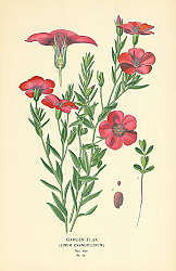 Постер Garden Flax (Linum Grandiflorum) 1