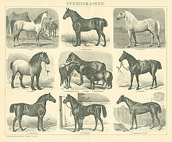 Постер Породы лошадей