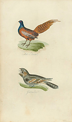 Постер Male Pheasante, Male Goatsucker 1