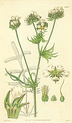 Постер Curtis Ботаника №66