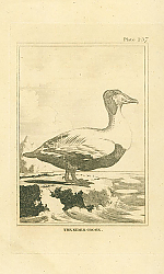Постер The Eider Goose