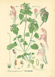 Постер Labiatae, Lamium purpureum 1