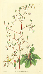 Постер Curtis Ботаника №58