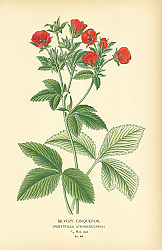 Постер Silvery Cinquefoil (Potentilla Atrosanguinea) 1