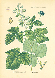 Постер Rosaceae, Rubeae, Rubus caesuis 1