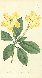 Постер Curtis Ботаника №38