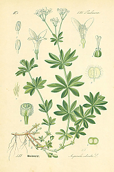 Постер Rubiaceae, Asperula odorata 1
