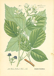 Постер Rosaceae, Rubeae, Rubus Bellardii Weihe u Nees 1