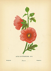 Постер Alcea Lavateraeflora 1