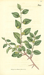 Постер Curtis Ботаника №53