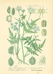 Постер Umbelliferae, Torilis Anthriscus Gmelin, Laserpitium latifolium, Turgenia latifolia Hoffmann 1