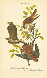 Постер Broad-winged Hawk, Sparrow Hawk