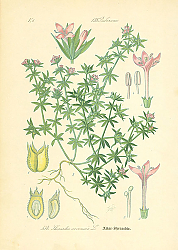 Постер Rubiaceae, Sherardia arvensis 1