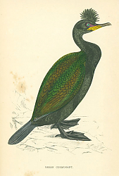 Постер Green Cormorant