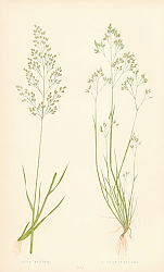 Постер Aira Alpina, a. Caryophyllea 1