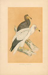 Постер Egyptian Vulture 4