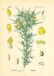 Постер Leguminosae, Ulex europaeus 1