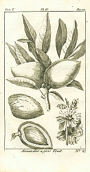 Постер Amandier agros Fruit