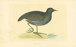 Постер Moor-Hen