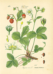 Постер Rosaceae, Potentilleae, Fragaria vesca 1