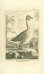Постер The Chinese Goose