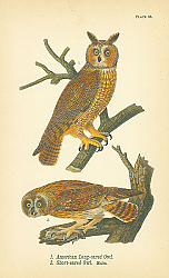 Постер American Long-eared Owl, Short-eared Owl. Males