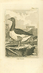 Постер The Goose